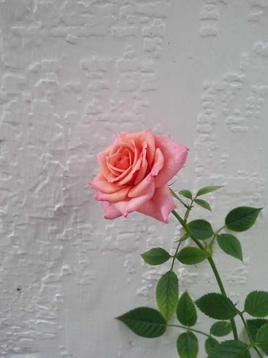 玫瑰 花卉 粉红玫瑰 美丽的花 一朵玫瑰 自然 花朵 花园 花瓣
