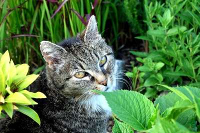猫 女性 家猫 猫脸