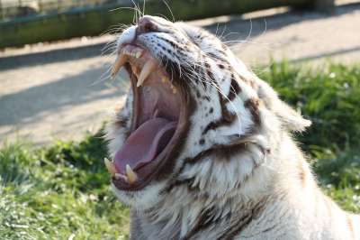 老虎 牙齿 锋利的 捕食者 猫 怒吼 自然 哺乳动物 猫科动物