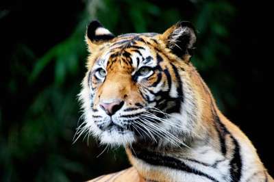 老虎 动物 动物园 头 脸 哺乳动物 大猫 野生动物 动物群