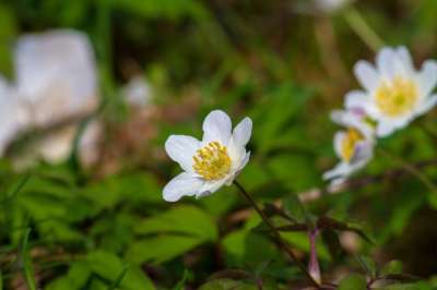木海葵 花 自然 白色的 开花 春天 植物 海葵 春天的花朵