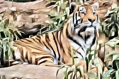老虎 野生动物 动物 捕食者 猫科动物 自然 食肉动物 哺乳动物