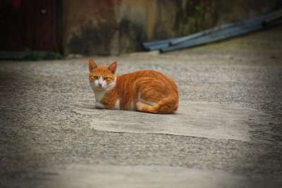 猫 动物 毛皮 老虎 危险 猫和 可爱的 友谊 狮子 大自然
