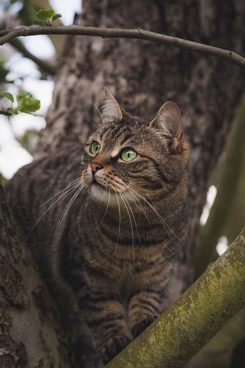 猫 猫科动物 基蒂 宠物 野猫 虎斑猫 可爱的 动物 老虎
