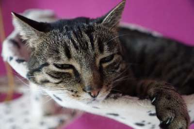 可爱的 动物 猫 家畜 哺乳动物 肖像 毛皮 小的 国内的