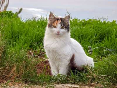 猫 流浪猫 动物 肖像 街头猫 国内的猫 猫科动物 哺乳动物