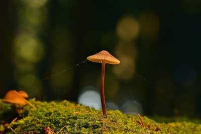 蘑菇 苔藓 蜘蛛网 小蘑菇 光盘真菌 森林 森林地面 自然 关闭