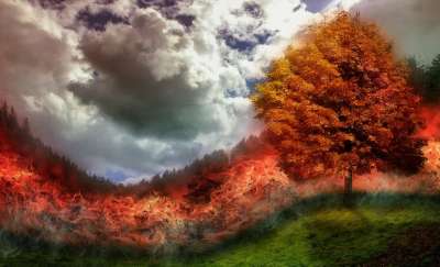 火 森林火灾 火焰 树 草地 Photoshop 短暂的
