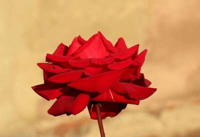 玫瑰 花 秋天 图 美容 爱 红色的 高贵 紫色的