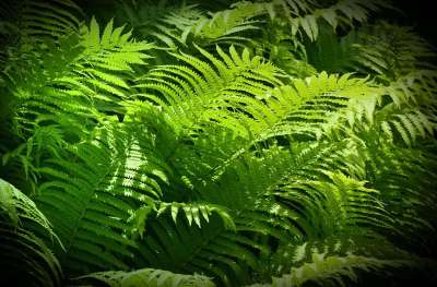 蕨类植物 绿色的东西 阳光 卓有成效 郁郁葱葱 生长 忍无可忍