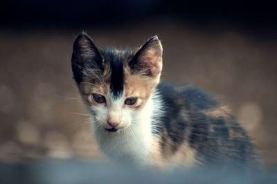 动物 小猫 猫 宠物 猫科动物 户外
