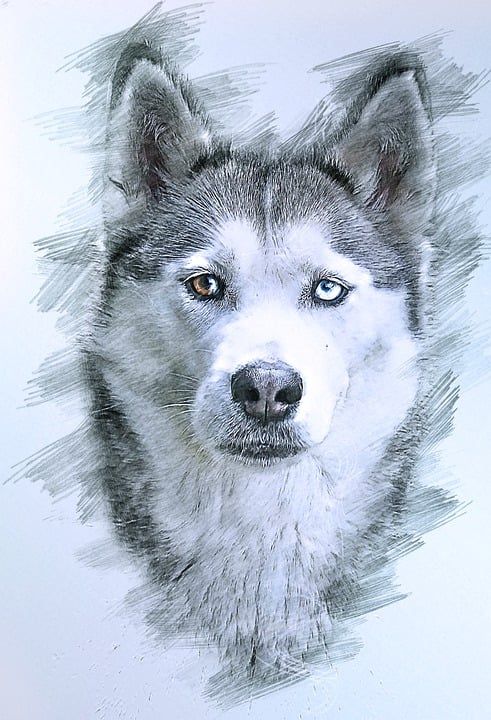 狗 哈士奇 画画 雪橇犬 动物 雪狗 犬类 艺术品 哈士奇