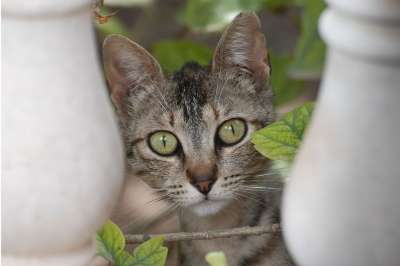 猫 家猫 可爱的 家畜 猫肖像 小的 Katzenkopf