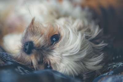 狗 宠物 动物 可爱的 小狗 犬类 快乐的 快乐的狗 毛皮