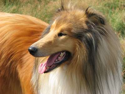 粗糙牧羊犬 狗 牧羊犬 外形 特写 犬类 宠物 动物 美丽的