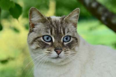 猫 肖像猫 蓝色眼睛的猫 动物 猫科动物 女性 伴侣