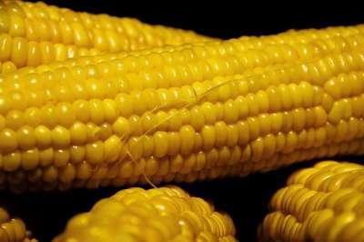 玉米 蔬菜 营养 新鲜的 收成 健康 食品 原材料 工厂 素食