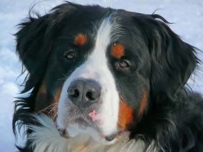 伯恩山犬 狗 宠物 休息 头 肖像 犬类 动物 哺乳动物 三色
