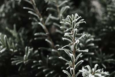 冬天 植物 工厂 冰 雪 在冬季 霜