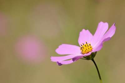 宇宙 花 野花 植物 花瓣 自然 秋天 夏天 特写 花园
