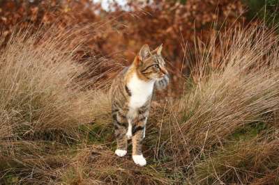 猫 虎猫 家猫 草 落下 小猫 鲭鱼 大花猫 猫脸