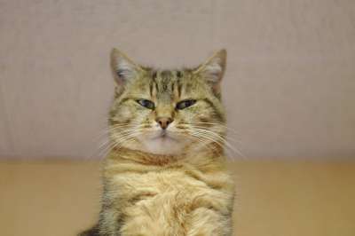 猫 老虎 毛皮 自然 动物 猫科动物 哺乳动物 爱情