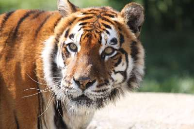 老虎 条纹 猫 动物 捕食者 猫科动物 哺乳动物 食肉动物