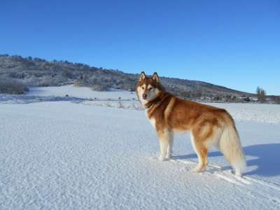 西伯利亚雪橇犬 狗 宠物 吉祥物 犬岐