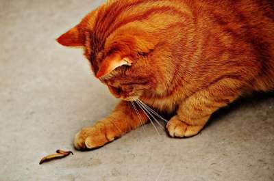 猫 宿醉 红色的 可爱的 鲭鱼 老虎 舒适 动物 家猫 毛皮