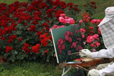 玫瑰 花朵 画家 画 红玫瑰 玫瑰花园 自然 塔比瑟 浪漫的