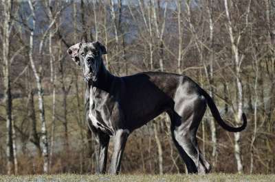 狗 大丹犬 他看上去
