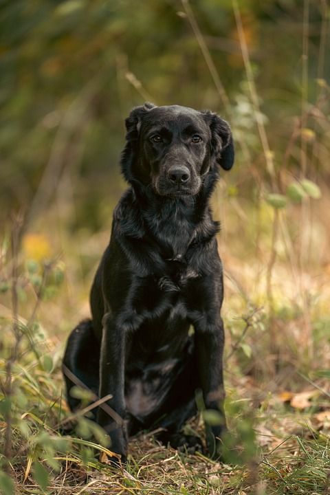 黑色拉布拉多 拉布拉多犬 狗 小狗 动物 犬类 落下 秋天 户外