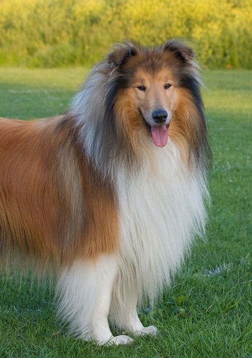 狗 粗糙牧羊犬 牧羊犬 悟空救我 动物 宠物 犬类 美丽的 特写