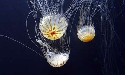 海蜇 果冻 鱼 海洋 水下 水族馆 异国情调 游泳 水 海