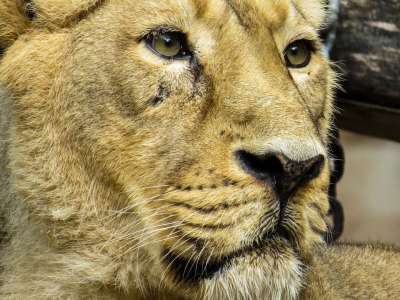 狮子 捕食者 大猫 动物园 纽伦堡 母狮 关闭 眼睛 看法 猫