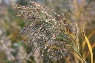 Reed 植物 草 Badesee 心情 池塘
