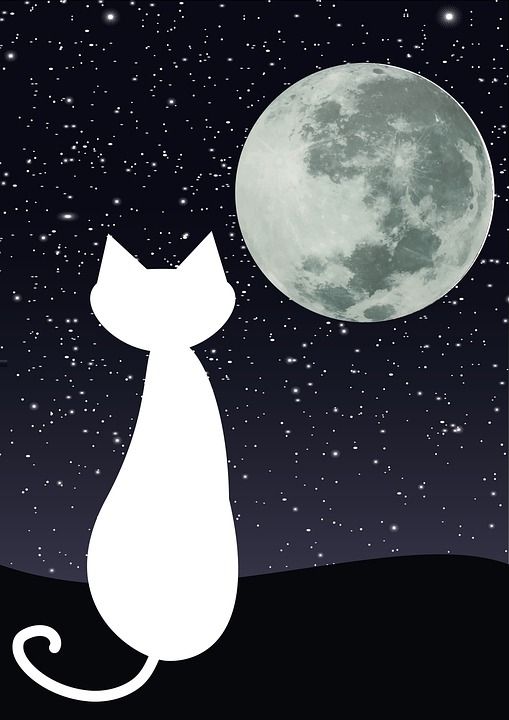 猫 月亮 午夜 满月 梦想 夜晚 幻想 轮廓 星空 星星