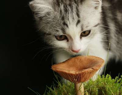 猫 俏皮的 可爱的 家猫 波斯人 猫脸 草 长发