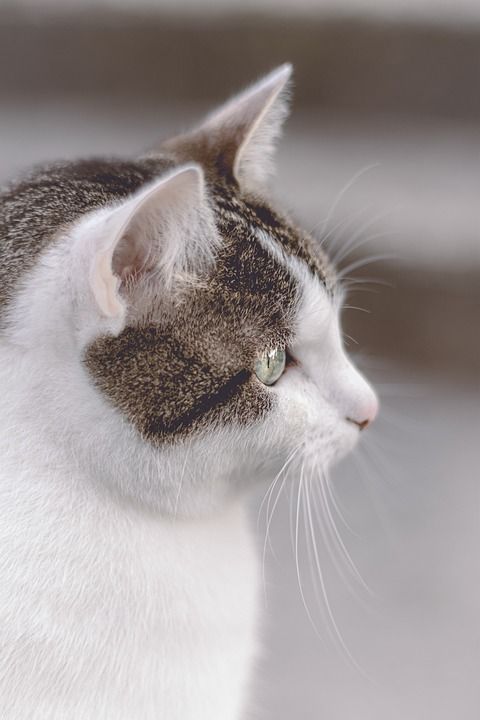 老虎 小猫 动物