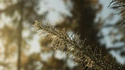 常绿 露 滴 日出 多雾路段 蔬菜 植物区系 森林 分支 露滴