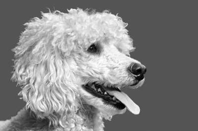 狗 贵宾犬 狗品种 白色的 黑和白