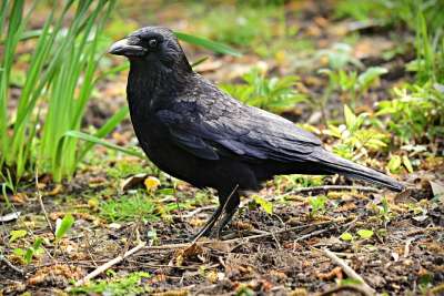 黑乌鸦 鸟 动物 Corvidae 羽毛 喙 野生动物