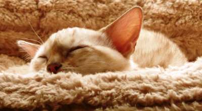 猫 小猫 孟加拉 雪发现 睡眠 动物 宠物 猫科动物 国内的