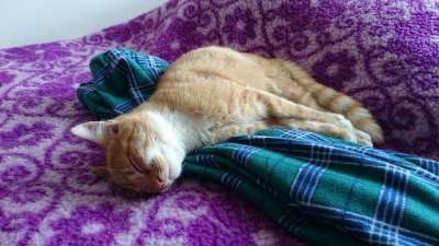 猫 小猫 睡眠 毛皮 生姜 可爱的
