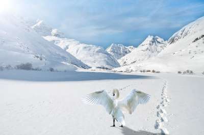 景观 山 雪 天鹅 亲爱的 云 闪光 幻想