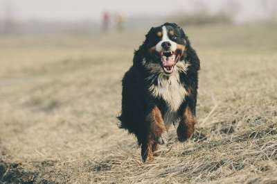 伯恩山犬 伯纳千年 瑞士 施魏策尔 Sennenhund 跑步 迅速地
