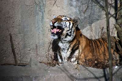 老虎 动物 野生猫 哺乳动物 动物群 野生动物