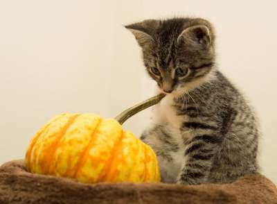 宿醉 南瓜 万圣节 小的 鲭鱼 小猫 家猫 家畜 可爱的 猫