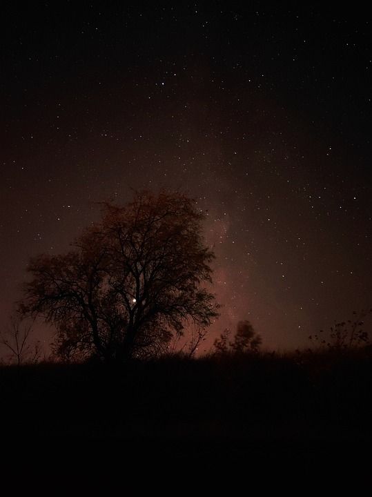夜空 草地 景观 夜晚 晚上 星空 星星 繁星点点 黑暗的 树