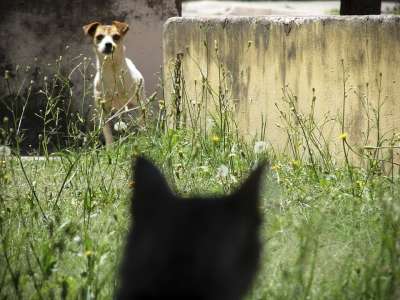 狗 猫 恐惧 皮卡迪